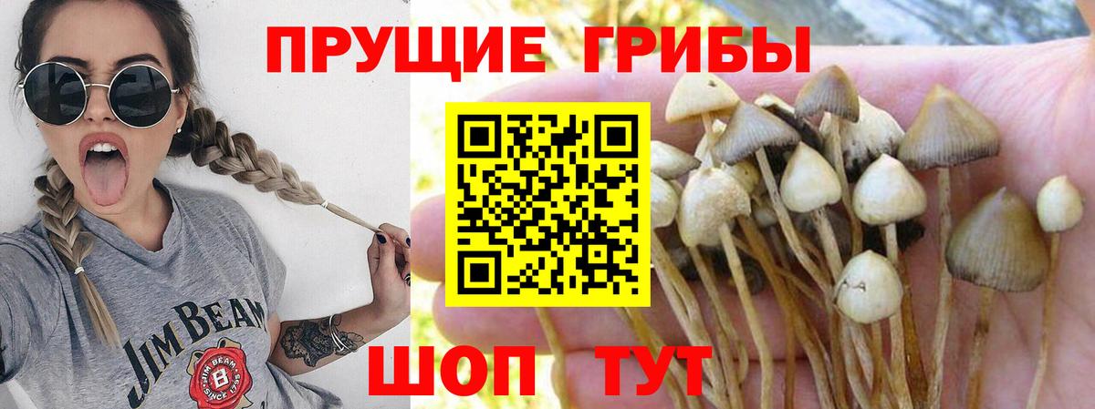 Псилоцибиновые грибы Psilocybine cubensis Рославль